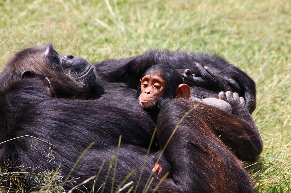 Sweetwaters Chimpanzee Sanctuary
