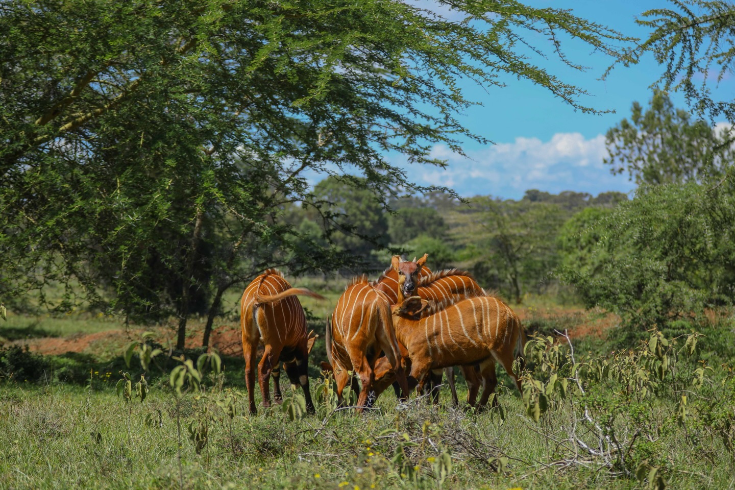Half Day Guided Tour Nanyuki
